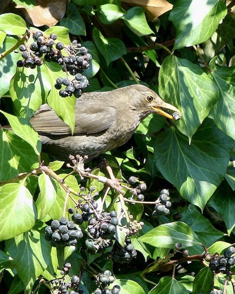 blackbird